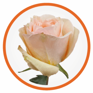 Poma rosa