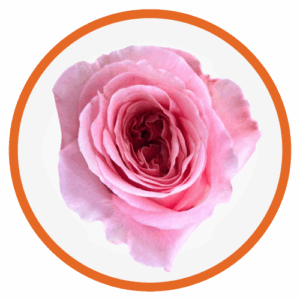 pink xpression